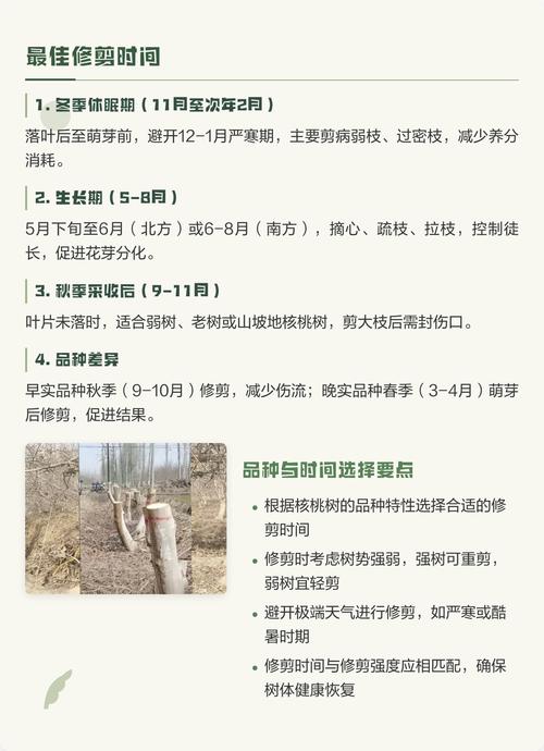 修剪：核桃树剪枝时间以“落叶后到伤流前”为主，夏剪以轻剪为辅