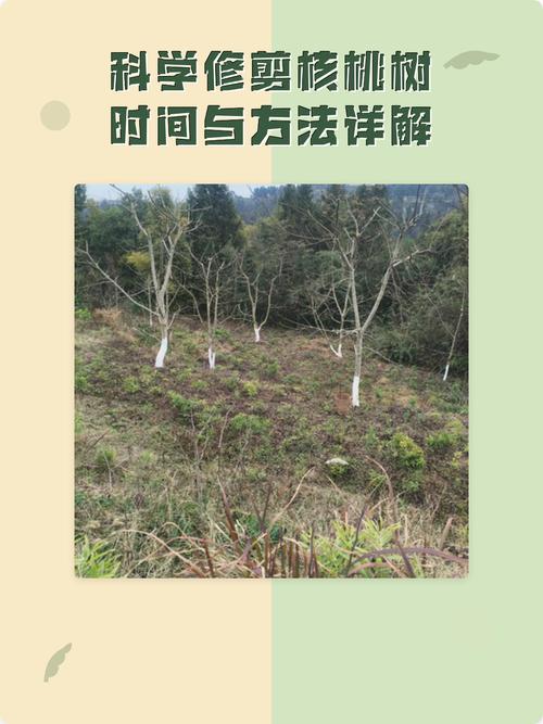 越冬越夏：核桃树越冬重防寒，越夏重保水和防日灼