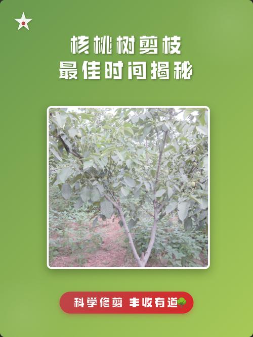 田间管理：核桃树管理重在控旺、保果和及时清园