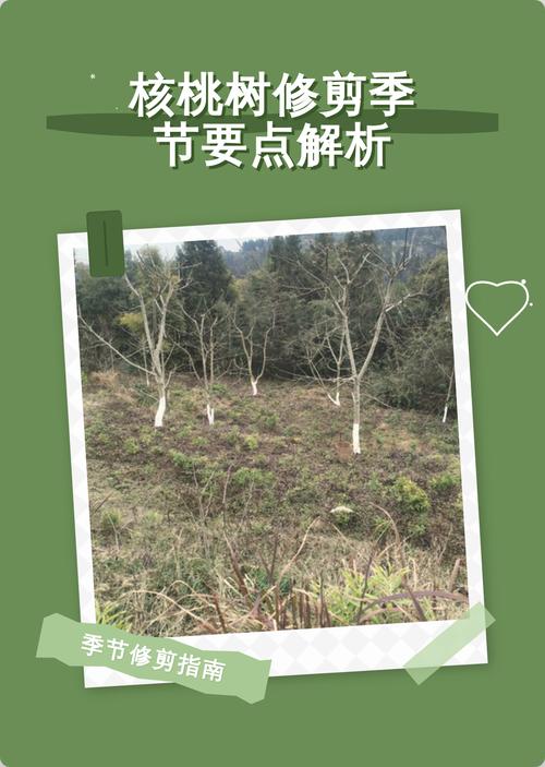 总结：核桃树什么时候剪枝，记住“落叶后到伤流前”这条主线