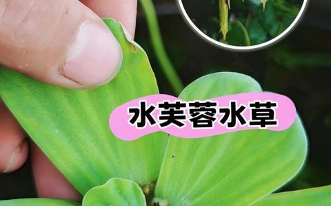 荷叶是水生植物吗？详解其分类、习性及池塘应用指南