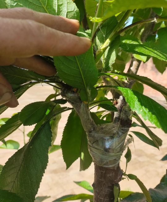 樱桃树嫁接最佳时间与方法：成活率90%以上的操作指南