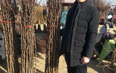 花椒树苗采购指南：如何科学评估渠道，避免买到假苗劣苗