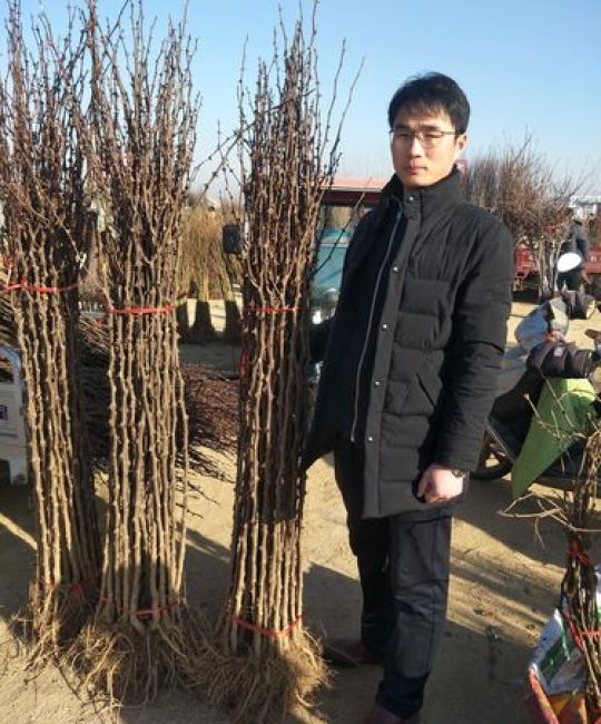 花椒树苗采购指南：如何科学评估渠道，避免买到假苗劣苗