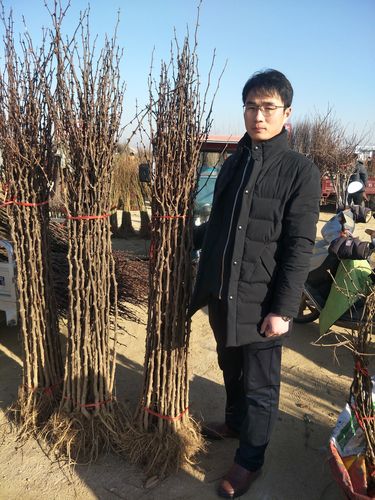花椒树苗采购指南：如何科学评估渠道，避免买到假苗劣苗