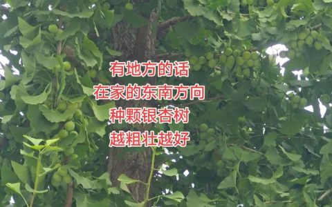 银杏树有公母区别吗？一文详解雌雄株辨别与种植技巧