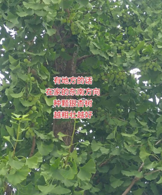 银杏树有公母区别吗？一文详解雌雄株辨别与种植技巧