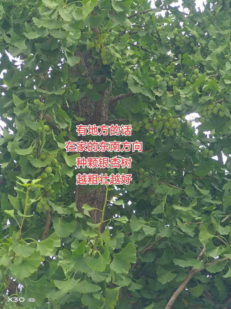 银杏树有公母区别吗?一文详解雌雄株辨别与种植技巧 银杏树有公母区别吗?一文详解雌雄株辨别与种植技巧