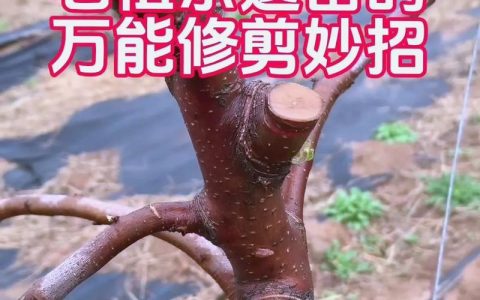 樱桃树冬季修剪好还是夏季修剪好？最佳修剪时间与操作指南