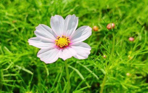 格桑花俗称什么花？波斯菊与高原之花的区别及种植指南