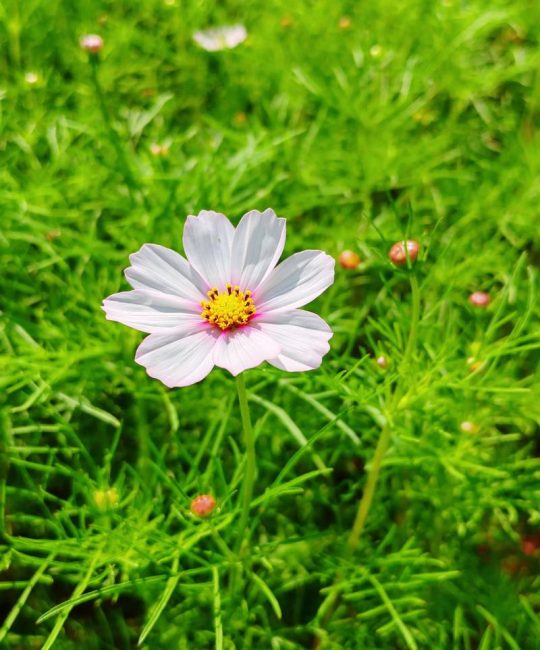 格桑花俗称什么花？波斯菊与高原之花的区别及种植指南