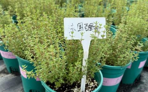 探秘常年绿色的植物世界：这些植物终年不落叶，四季常青