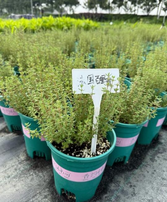 探秘常年绿色的植物世界：这些植物终年不落叶，四季常青