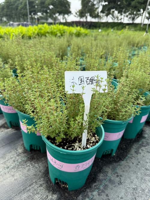 探秘常年绿色的植物世界:这些植物终年不落叶,四季常青 一、什么是常绿植物?