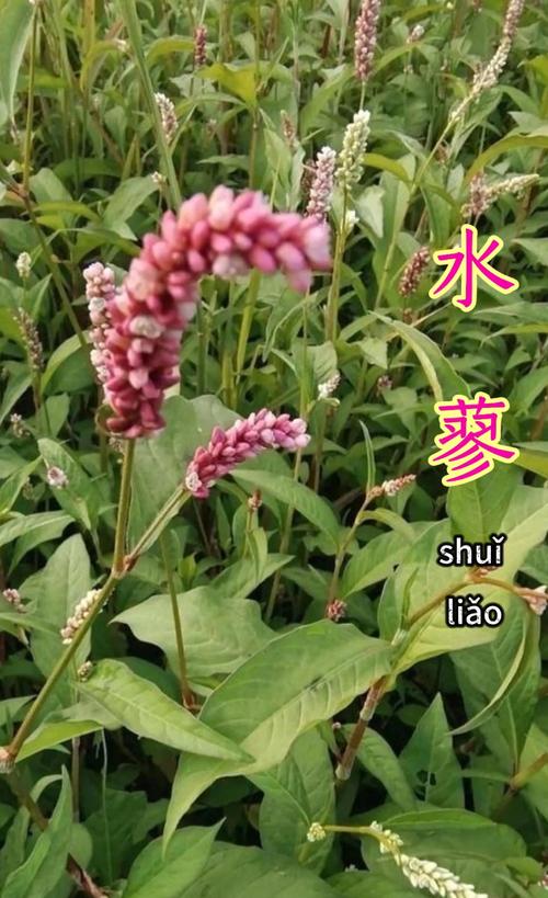 探秘常年绿色的植物世界:这些植物终年不落叶,四季常青 三、常绿植物的养护要点
