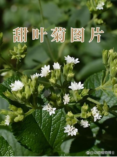 探秘常年绿色的植物世界:这些植物终年不落叶,四季常青 结语