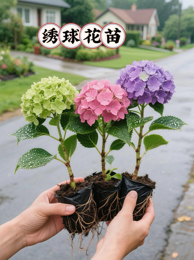 绣球花开放的核心条件