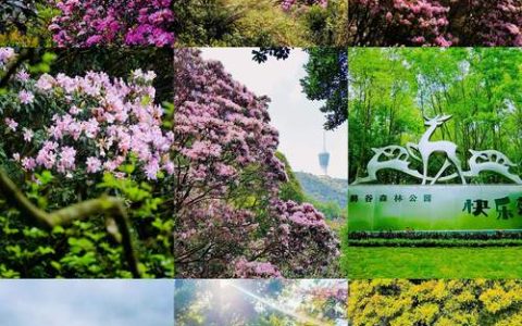 深圳春天开什么花？这份赏花指南请收好