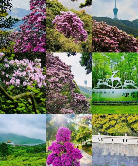 深圳春天开什么花？这份赏花指南请收好