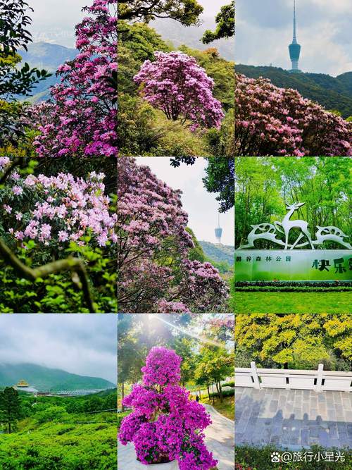 木棉花：英雄花开红似火
