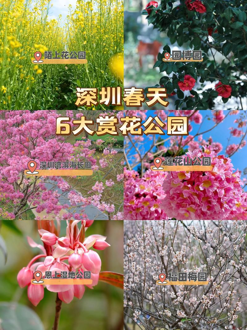 其他春季花卉推荐