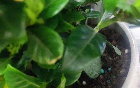 栀子花用什么肥料最好？家庭养护全指南