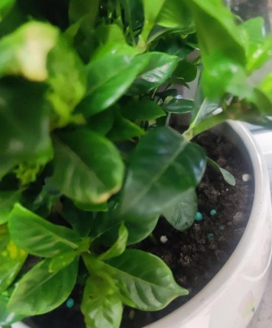 栀子花用什么肥料最好？家庭养护全指南