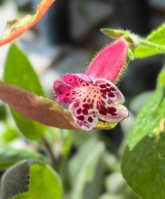 未开花的花朵叫什么？揭秘花蕾的形态与生长奥秘