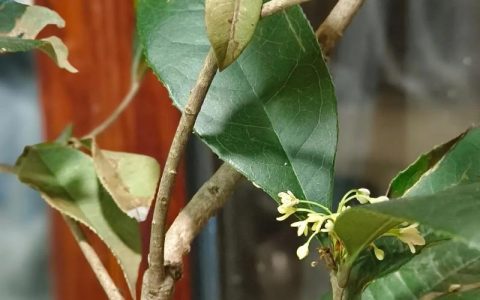 桂花新芽刚萌发就干枯？专家揭秘5个精准原因与补救方案