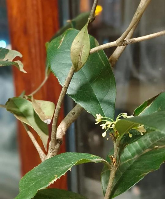 桂花新芽刚萌发就干枯？专家揭秘5个精准原因与补救方案