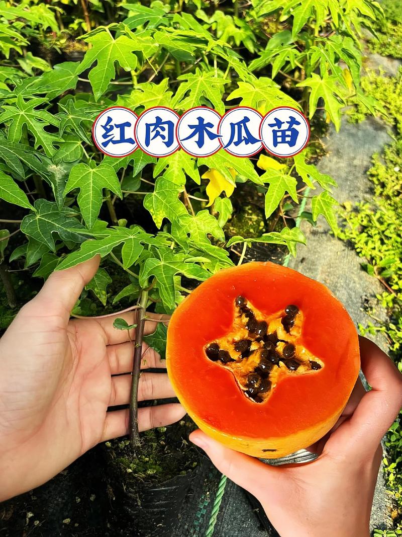 湖北种植木瓜指南:春栽防冻是关键 二、土壤环境