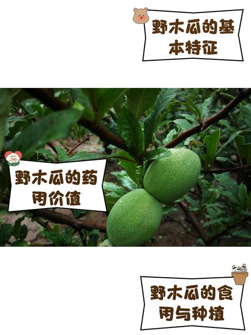 湖北种植木瓜指南:春栽防冻是关键 五、浇定根水