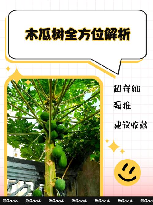 湖北种植木瓜指南:春栽防冻是关键 六、缓苗管理