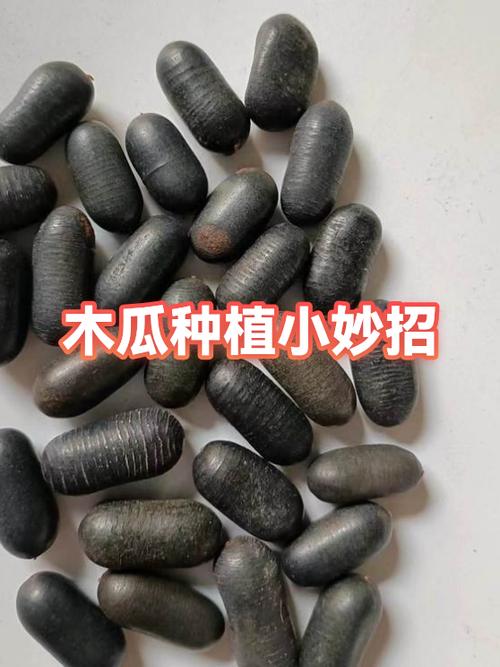 湖北种植木瓜指南:春栽防冻是关键 七、成活注意事项