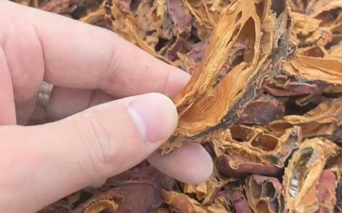 川木瓜的功效与作用详解：舒筋活络与和胃化湿的天然良药