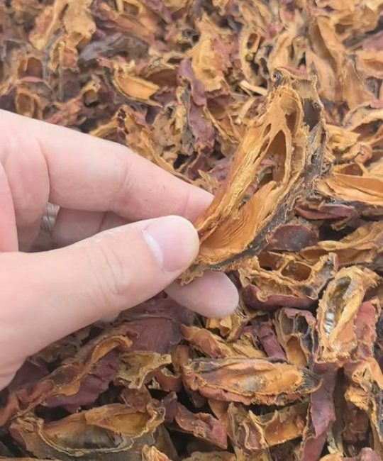 川木瓜的功效与作用详解：舒筋活络与和胃化湿的天然良药