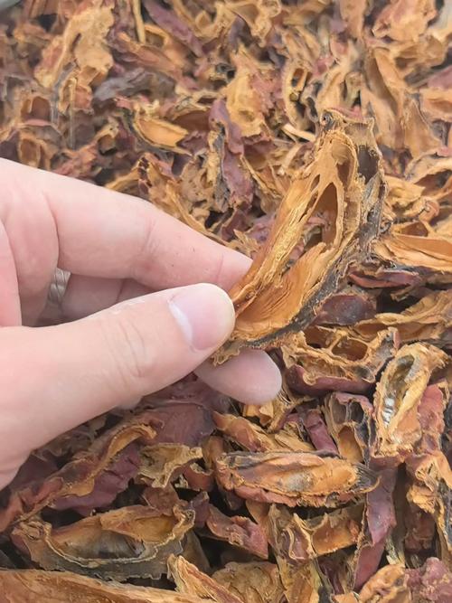 川木瓜的功效与作用详解:舒筋活络与和胃化湿的天然良药 川木瓜的功效与作用详解:舒筋活络与和胃化湿的天然良药