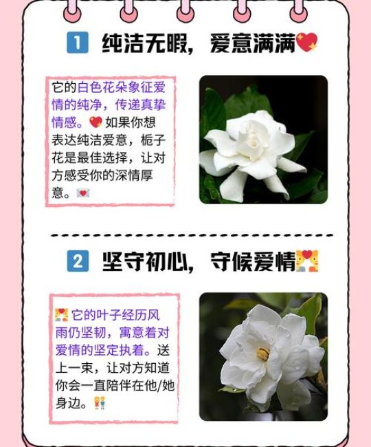 花语知多少：常见花卉的寓意与庭院养护指南