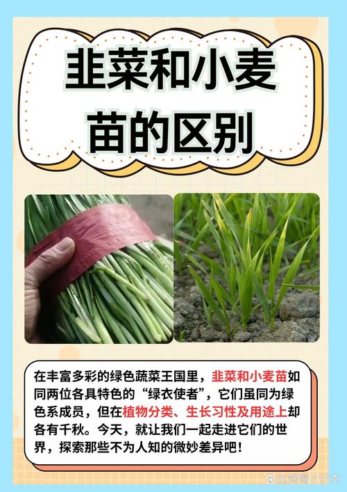 绿色植物是生产者吗?从园艺视角解读生态角色 四、关于“生产者”的常见误解