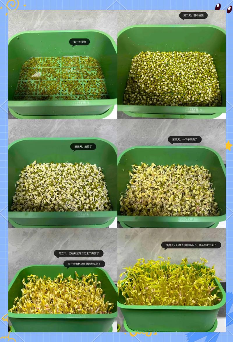 从零开始种芽苗菜:超详细视频级种植指南(附关键参数与操作流程) 四、播种密度——不是“栽深”,是“均匀铺开”