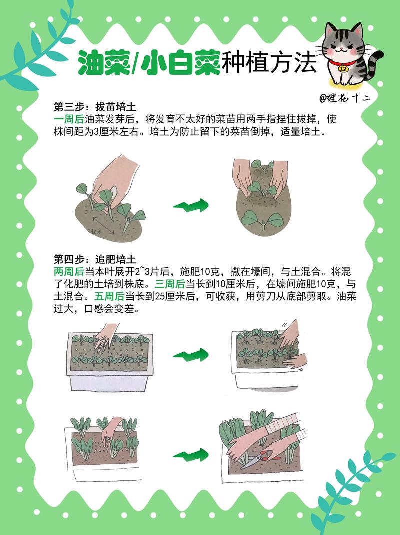 从零开始种芽苗菜:超详细视频级种植指南(附关键参数与操作流程) 七、成活注意事项——常见问题与补救