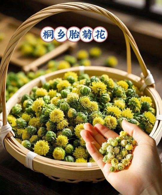 胎菊（金丝皇菊）的精准养护与栽培指南