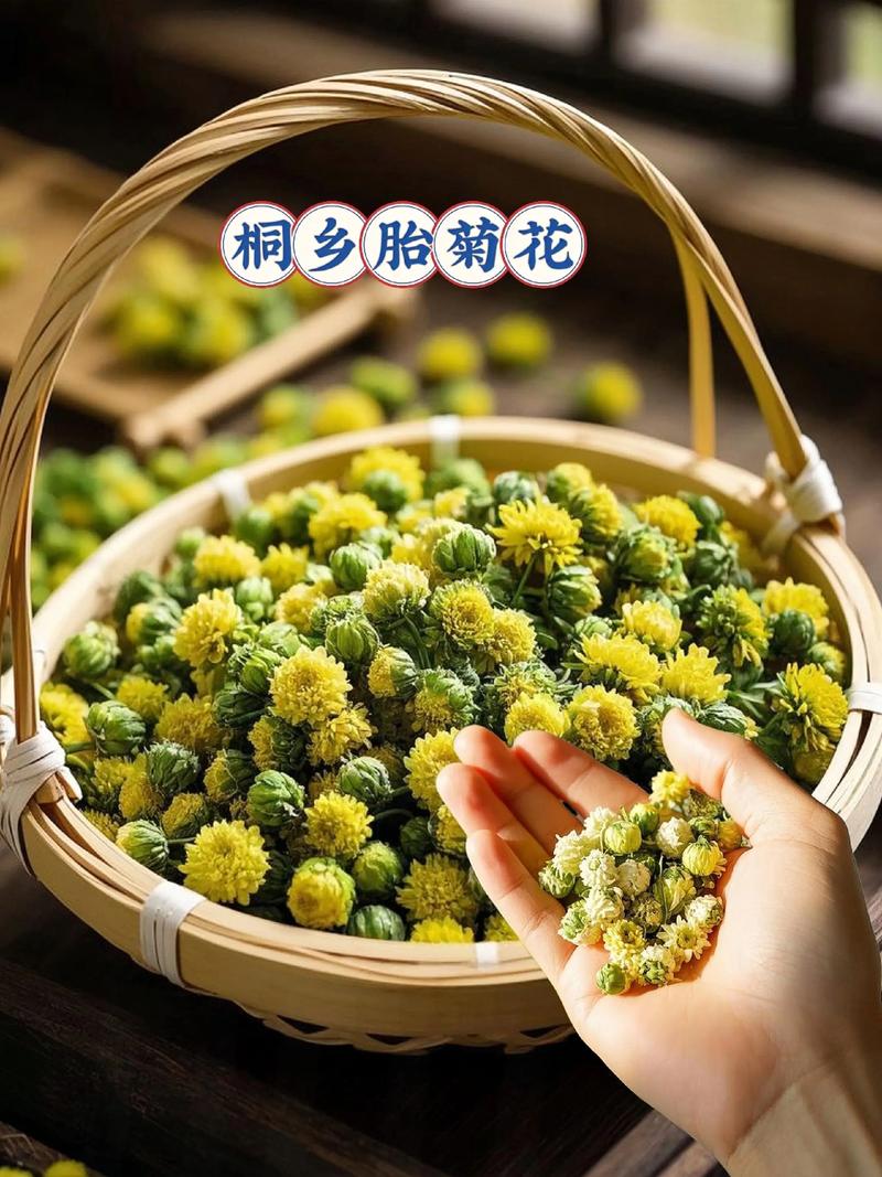 胎菊(金丝皇菊)的精准养护与栽培指南 胎菊(金丝皇菊)的精准养护与栽培指南