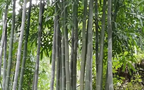 竹子是什么季节种的？掌握最佳种植时间与养护要点