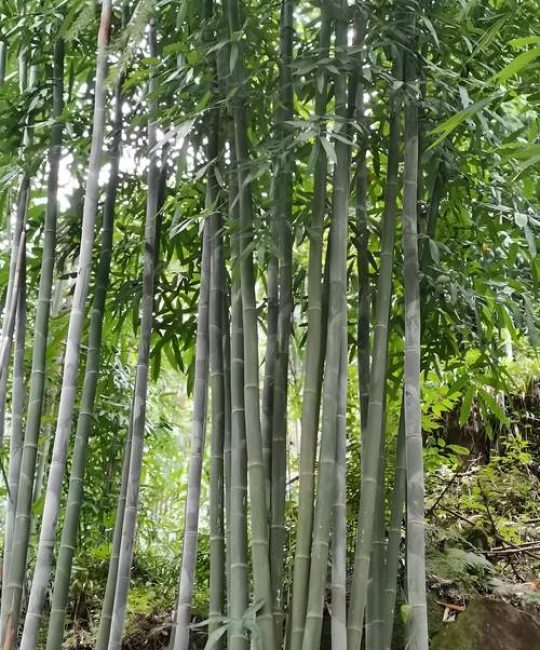 竹子是什么季节种的？掌握最佳种植时间与养护要点