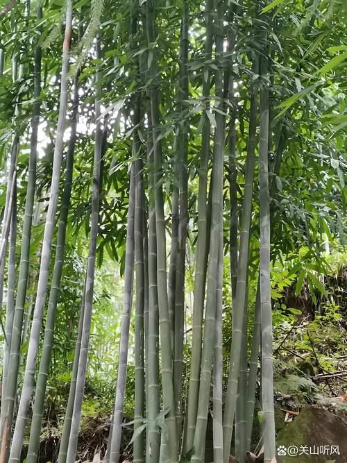 竹子是什么季节种的?掌握最佳种植时间与养护要点 竹子是什么季节种的?掌握最佳种植时间与养护要点
