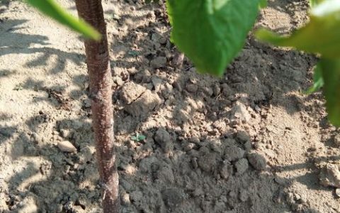 凤凰李苗多少钱一棵？2025年最新价格区间与影响因素全解析