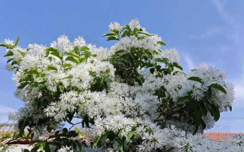 花开如雪，白花泡桐：春日里清雅的白花乔木百科