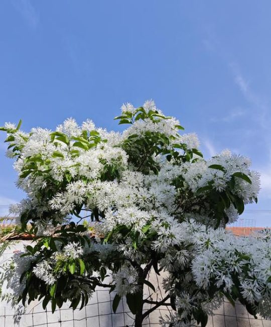 花开如雪，白花泡桐：春日里清雅的白花乔木百科