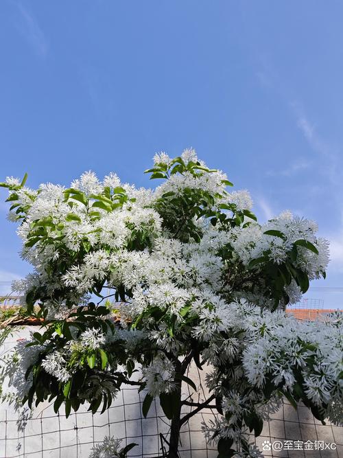花开如雪,白花泡桐:春日里清雅的白花乔木百科 花开如雪,白花泡桐:春日里清雅的白花乔木百科